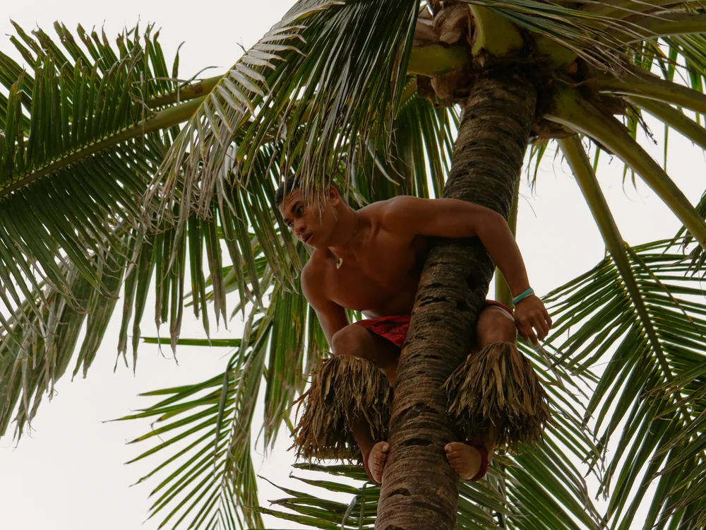 Mladý muž šplhající bosý na 12metrovou kokosovou palmu ve vesnici Samoa v Polynesian Cultural Center